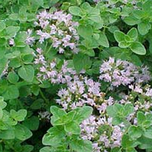 Oregano Essential Oil