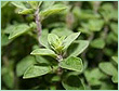 ORIGANUM CARVACROL TYPE OIL