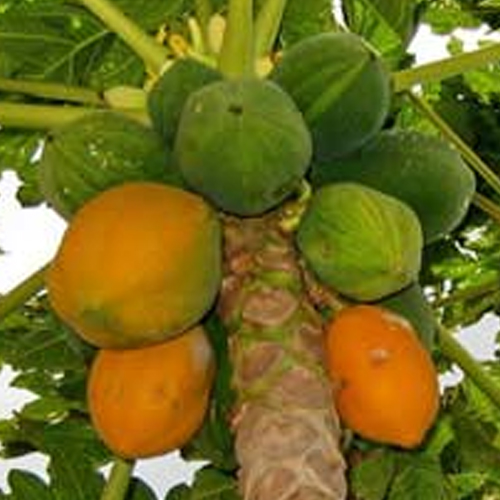 Papaya Seed Oil