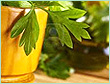 PARSLEY LEAF OIL