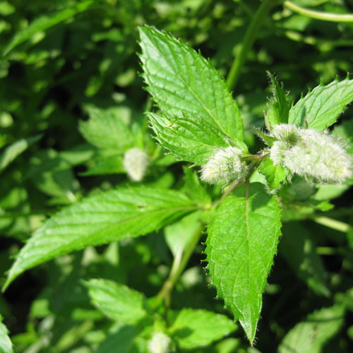 Peppermint Essential Oil