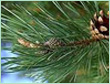 PINE NEEDLE SIBERIA OIL