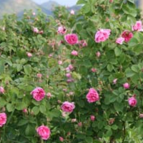 Rose Otto Essential Oil