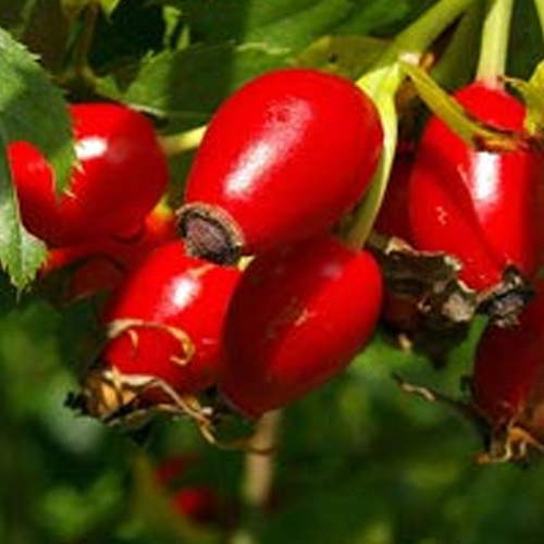 Rosehip Seed Oil