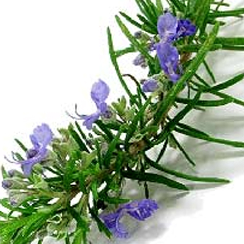 Rosemary Oil Suppliers