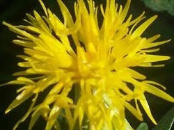 Safflower Oil