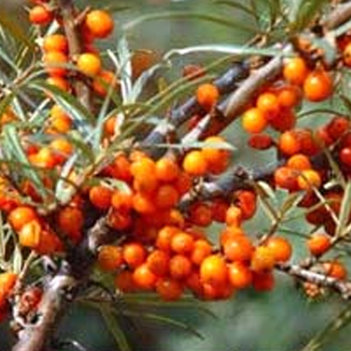 Sea Buckthorn Oil