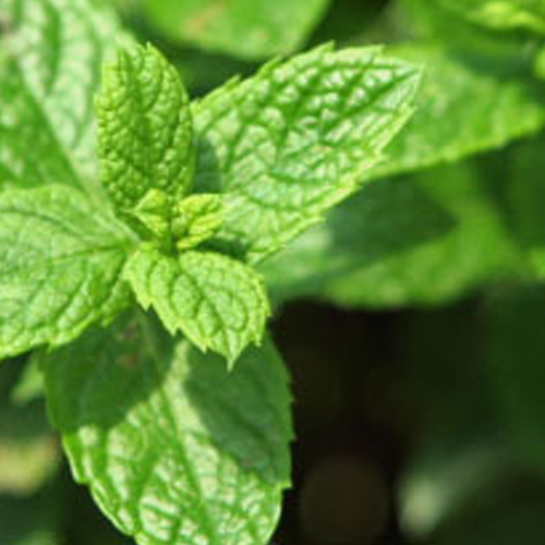 Spearmint Oil 60%