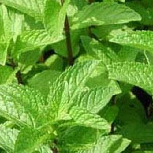 Spearmint Oil 80%