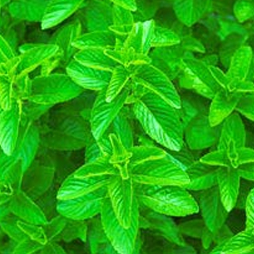 Spearmint Oil