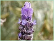 SPIKE LAVENDER OIL