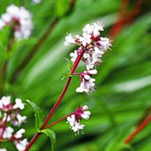 Spikenard Oil