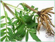 VALERIAN ROOT OIL