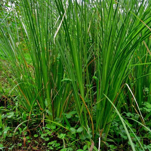 Vetiver Oil