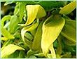 YLANG EXTRA OIL